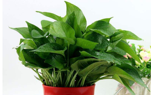 上海綠植租賃公司淺談影響綠蘿生長的四個因素